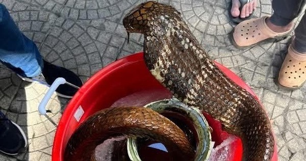 Người đàn ông bị khởi tố vì mua bán rắn Hổ mang chúa