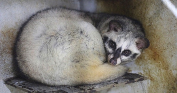 Bỏ phố về quê, làm giàu từ mô hình nuôi động vật hoang dã