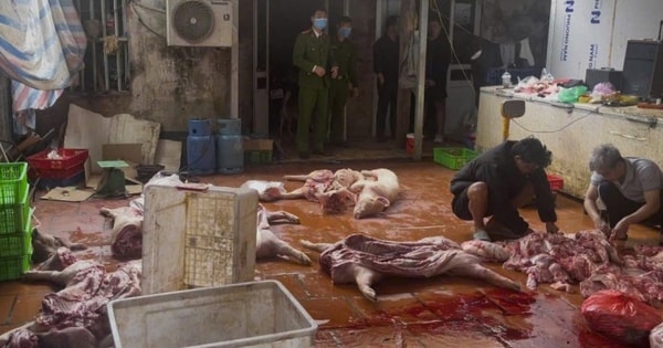 Khởi tố nhóm thu mua lợn chết, nhiễm dịch tả châu Phi bán ra thị trường