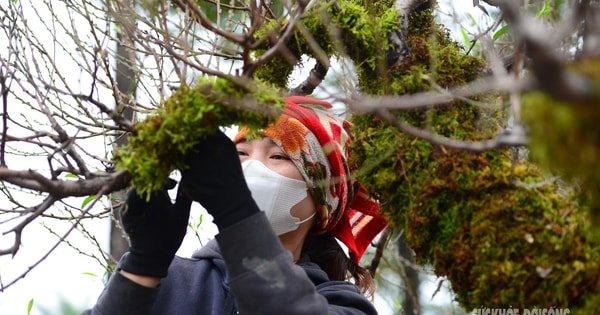 Mặc 'áo' rêu xanh cho đào cổ thụ