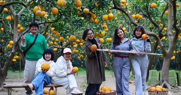 Người Thủ đô rộn ràng vừa mua vừa check-in bưởi Diễn trước thềm Tết Bính Ngọ