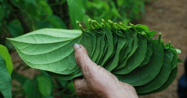 Tết đến, cả làng lại tất bật 'đếm lá tính tiền'