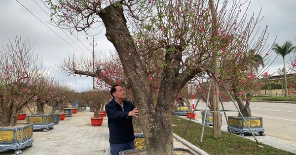 Đào thế lạ, bưởi 'khủng' rộn ràng xuống phố đón Tết