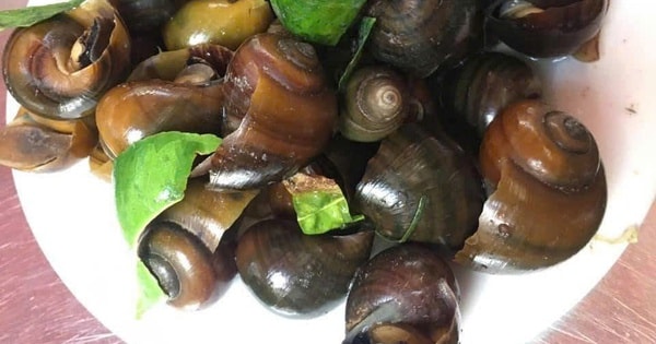Cách chọn ốc làm sẵn ngon sạch, không 'ngậm' hóa chất cho bữa cơm gia đình