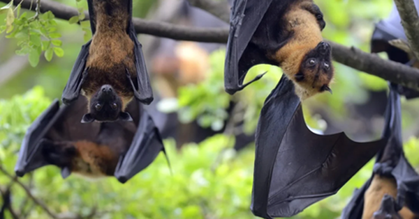 Vì sao virus Nipah khó có thể gây đại dịch nhưng cần giám sát chặt chẽ?