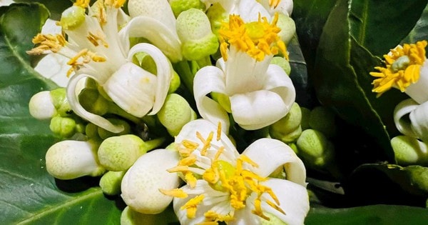 Hoa bưởi: Những lợi ích sức khỏe ít người biết