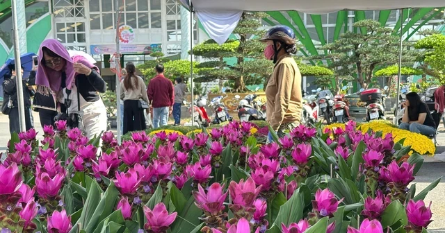 Thông tin mới nhất về thời tiết Tết Nguyên đán trên cả nước