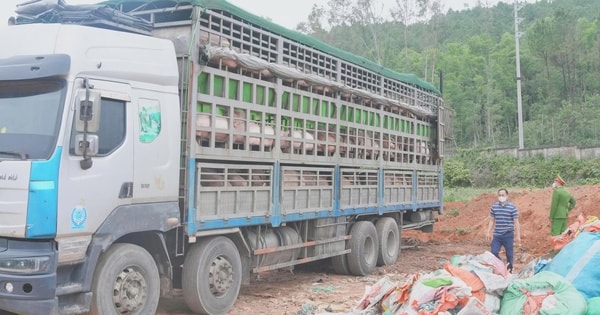 Ngăn chặn hơn 15 tấn lợn nhiễm dịch tả lợn châu Phi trước thềm Tết