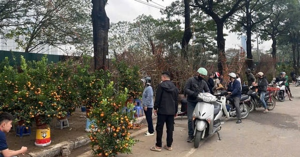 Chở đào quất cồng kềnh dịp Tết có thể bị xử phạt đến 14 triệu đồng