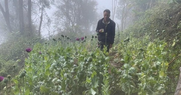 Vườn cây thuốc phiện nằm lẫn nương ngô trong rừng sâu