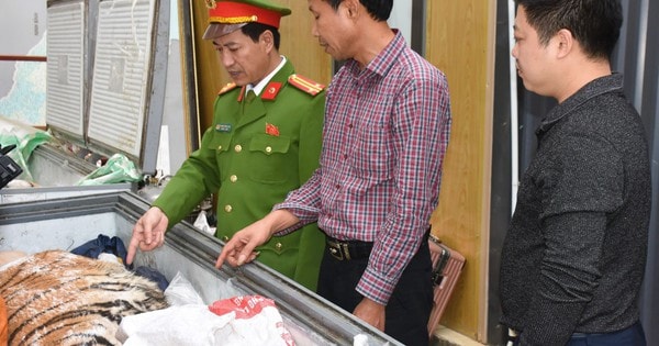 Đột kích hầm ngầm kiên cố, thu giữ hai cá thể hổ quý hiếm