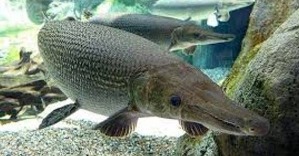 Sở Y tế Thanh Hóa thông tin về 10 bệnh nhân ngộ độc sau ăn cá Phúc Lộc Thọ