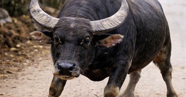 Trâu dữ tấn công khiến hai người bị thương