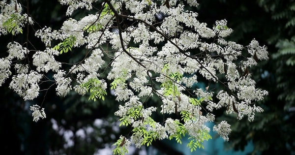 Miền Bắc nắng ráo trước khi đón thêm đợt không khí lạnh tăng cường