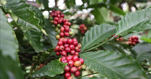 Nguồn cung tăng, giá cà phê và gạo đồng loạt chịu sức ép