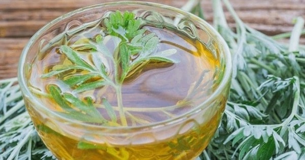3 cách sử dụng ngải cứu làm sáng da hiệu quả tại nhà