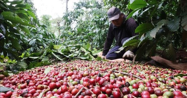 Giá cà phê giảm sâu, giá gạo bật tăng nhờ lực đẩy xuất khẩu