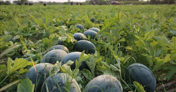 Giá dưa hấu xuống thấp, nông dân lao đao giữa vụ thu hoạch