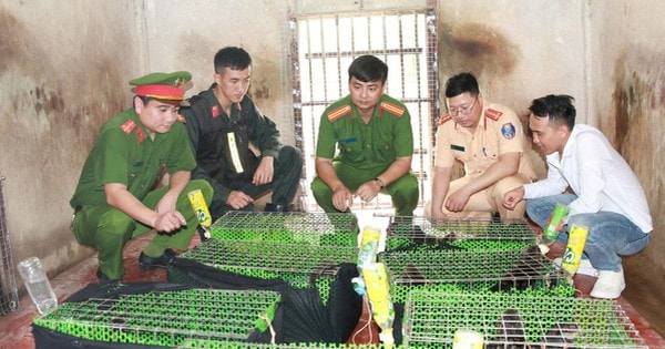 Ẩn mình trên mạng xã hội, đường dây buôn động vật quý hiếm vẫn "sa lưới"