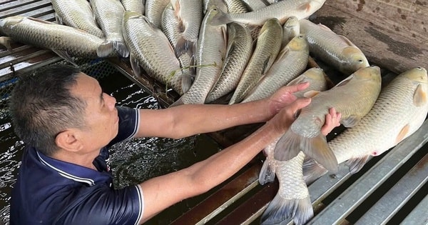 Cá chết hàng loạt trên sông Lam không phải dịch bệnh thông thường