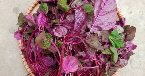 5 lý do để ăn rau dền ngay hôm nay