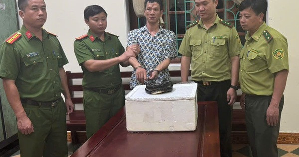 Mua rắn hổ chúa để sử dụng, người đàn ông bị khởi tố