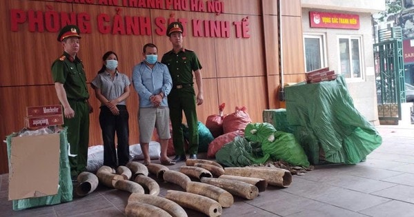 Từ 5 chiếc đầu chim Hồng Hoàng, công an khám phá đường dây buôn ngà voi cực lớn