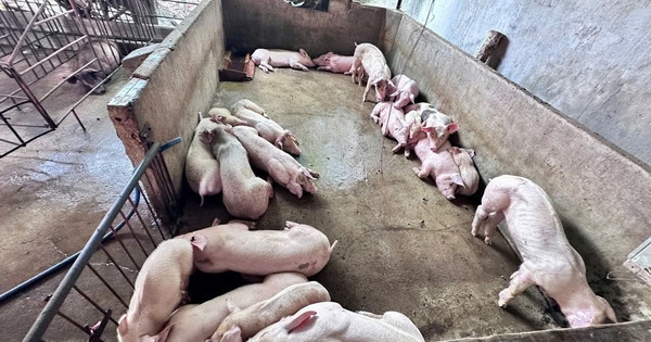 Triệt phá đường dây giết mổ lợn bệnh bán ra thị trường ở Đồng Nai