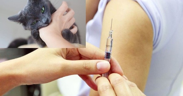 Nguy cơ bệnh dại gia tăng mùa nắng nóng, cần tiêm phòng ngay khi bị chó mèo cắn