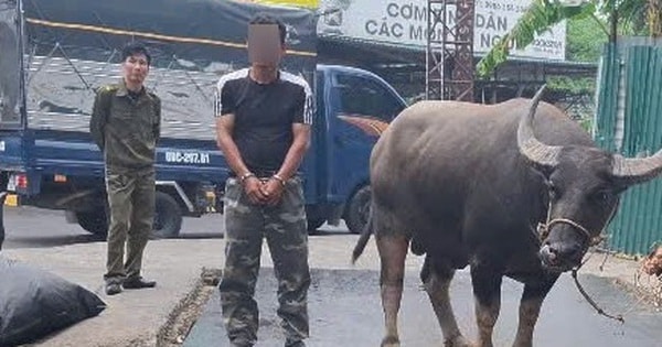 Bắt thanh niên dắt trộm 1 con trâu ba con nghé lên xe tải để trộm cắp
