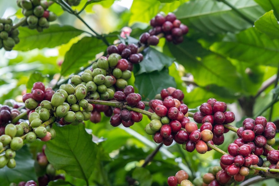 Giá cà phê hôm nay 21/6: Đắk Nông chạm mốc 90.000 đồng/kg, thị trường thế giới rung lắc