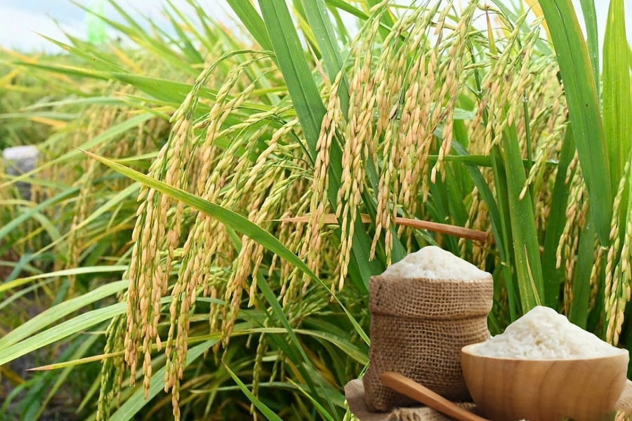 Giá gạo Jasmine tăng 2.000 đồng/kg, gạo xuất khẩu Việt Nam giữ đà ổn định ngày 21/6