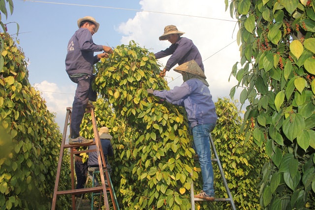Giá tiêu hôm nay 23/6: Thị trường đi ngang ở ngưỡng 138.000 đồng/kg