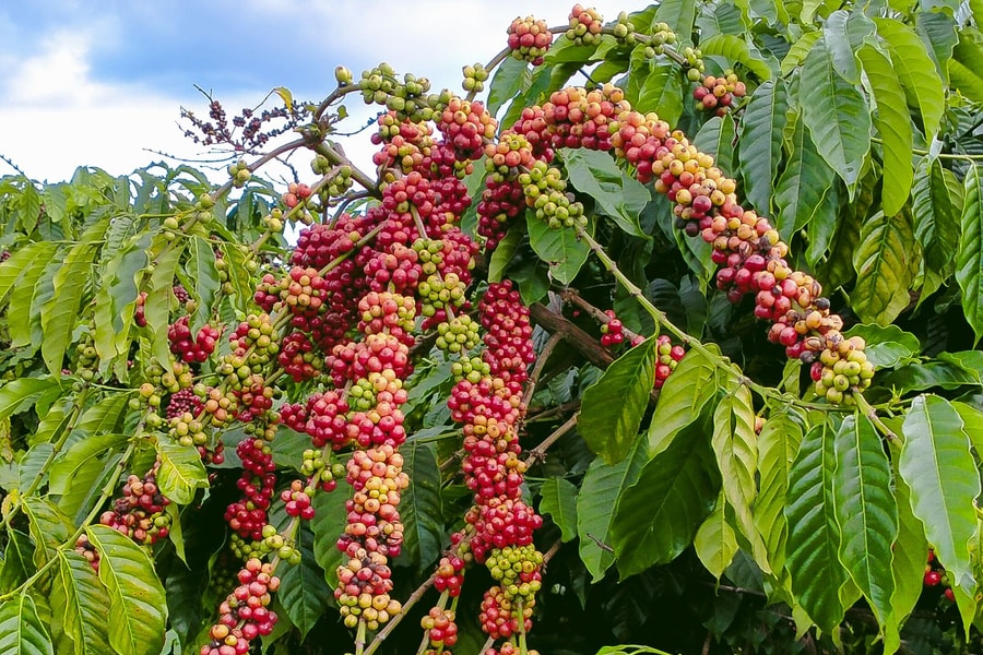 Giá cà phê hôm nay 24/6: Thị trường nội địa giảm về mức 88.200 đồng/kg