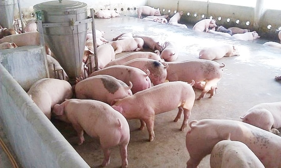 Giá heo hơi hôm nay 24/6: Điều chỉnh giảm 1.000 đồng/kg tại miền Trung và miền Nam