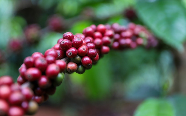Giá cà phê ngày 25/6: Arabica tăng gần 4%, thị trường nội địa phục hồi lên 88.800 đồng