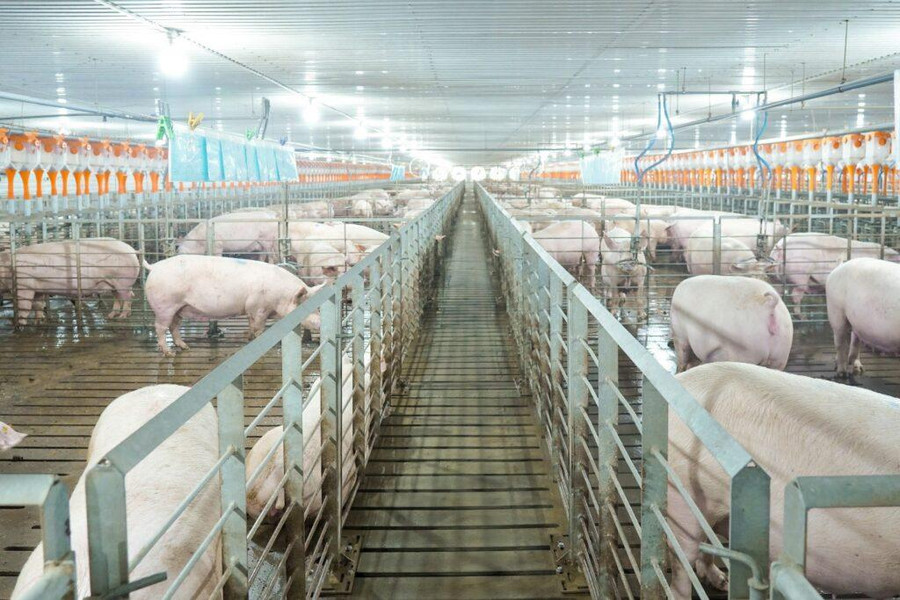 Giá heo hơi ngày 12/7 duy trì ổn định, mức cao nhất đạt 66.000 đồng/kg