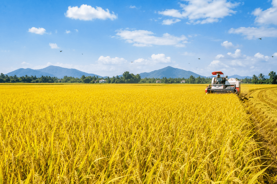 Giá lúa gạo ngày 14/7: Thị trường nội địa bình ổn, xuất khẩu dự báo đạt 8,1 triệu tấn
