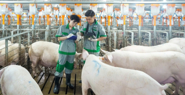 Giá heo hơi ngày 15/7: Miền Nam tăng nhẹ, miền Bắc duy trì mức cao nhất 67.000 đồng/kg