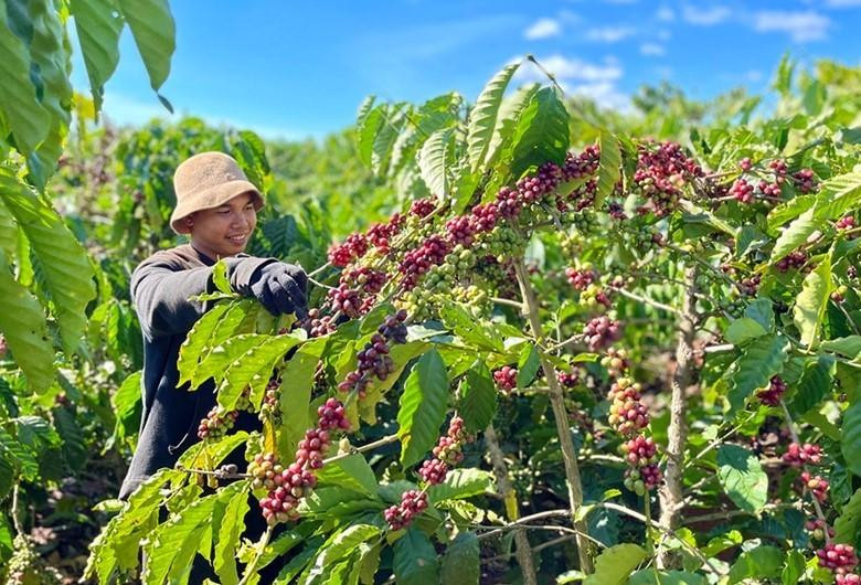 Giá cà phê nội địa tăng tuần thứ tư liên tiếp, áp sát mốc 98.000 đồng/kg
