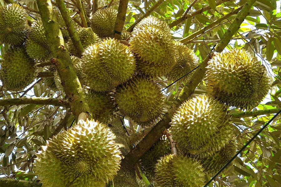 Giá sầu riêng hôm nay 21/7: Đắk Lắk duy trì mức cao nhất 73.000 đồng/kg