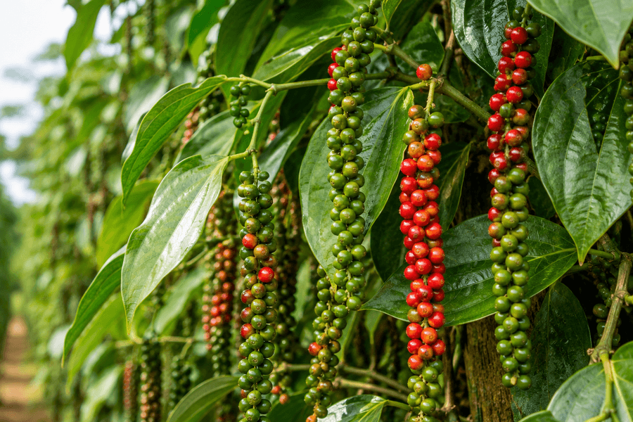 Giá tiêu hôm nay 23/7: Thị trường đi ngang, mức cao nhất đạt 140.500 đồng/kg
