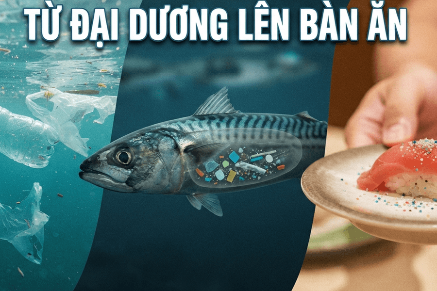 Rác thải nhựa và hạt vi nhựa đang thâm nhập vào cơ thể con người như thế nào?