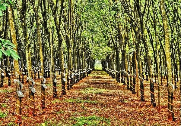Giá cao su ngày 29/7/2026: SHFE giảm đến 2,18%, giá mua trong nước ổn định