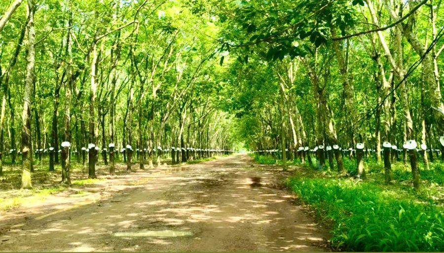 Giá cao su ngày 1/8/2026: Sàn SGX tăng vọt 4,02%, thị trường trong nước giữ ổn định