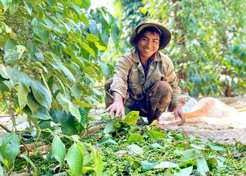 Giá tiêu ngày 2/8 giữ mức 139.000 - 142.000 đồng/kg, tiêu trắng xuất khẩu tăng 100 USD