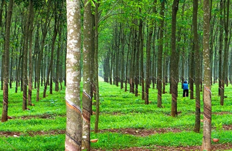 Giá cao su ngày 8/8 đồng loạt khởi sắc trên các sàn giao dịch châu Á, TOCOM tăng 2,65%