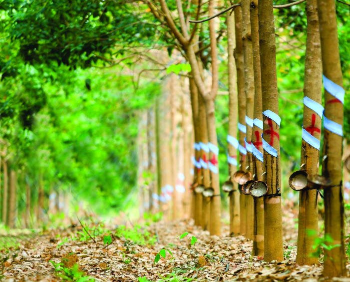 Giá cao su ngày 16/8: Thị trường thế giới phân hóa, giá thu mua mủ trong nước giữ ổn định