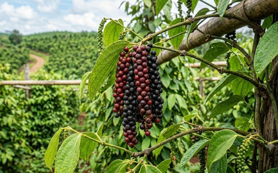 Giá tiêu ngày 21/8 đi ngang ở 136.000 - 139.000 đồng/kg, Việt Nam giữ 80,4% thị phần Mỹ