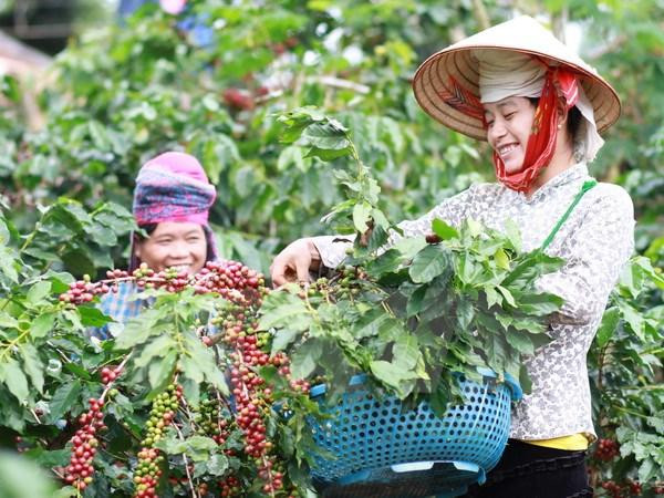 Giá cà phê hôm nay ngày 24/8: Tây Nguyên tăng 1.600 đồng/kg, đạt mức 96.500 đồng/kg
